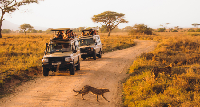 Nature and Wildlife Escapes
